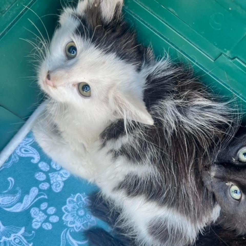 Clark, an adoptable Domestic Medium Hair in Nampa, ID, 83686 | Photo Image 3