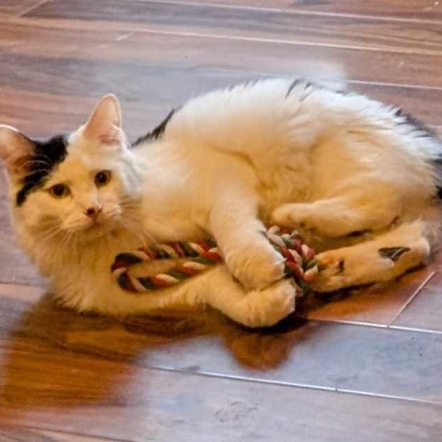 Clark, an adoptable Domestic Medium Hair in Nampa, ID, 83686 | Photo Image 4