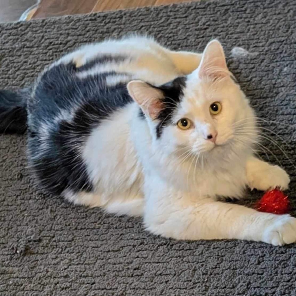 Clark, an adoptable Domestic Medium Hair in Nampa, ID, 83686 | Photo Image 5