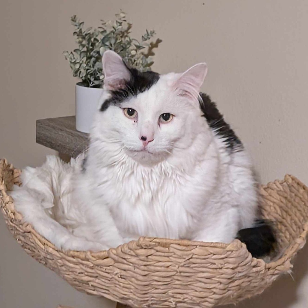Clark, an adoptable Domestic Medium Hair in Nampa, ID, 83686 | Photo Image 6