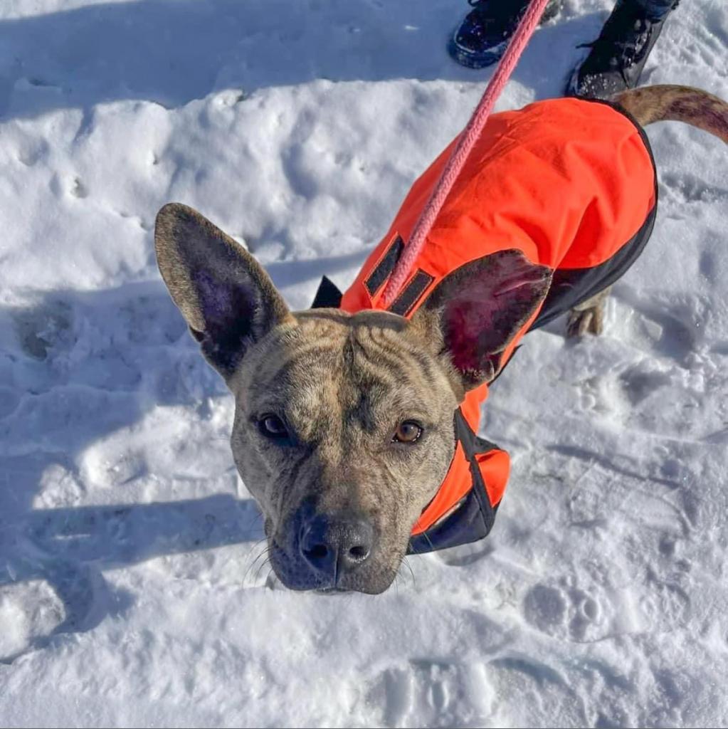 Batman, an adoptable Pit Bull Terrier, Mixed Breed in Nampa, ID, 83686 | Photo Image 1