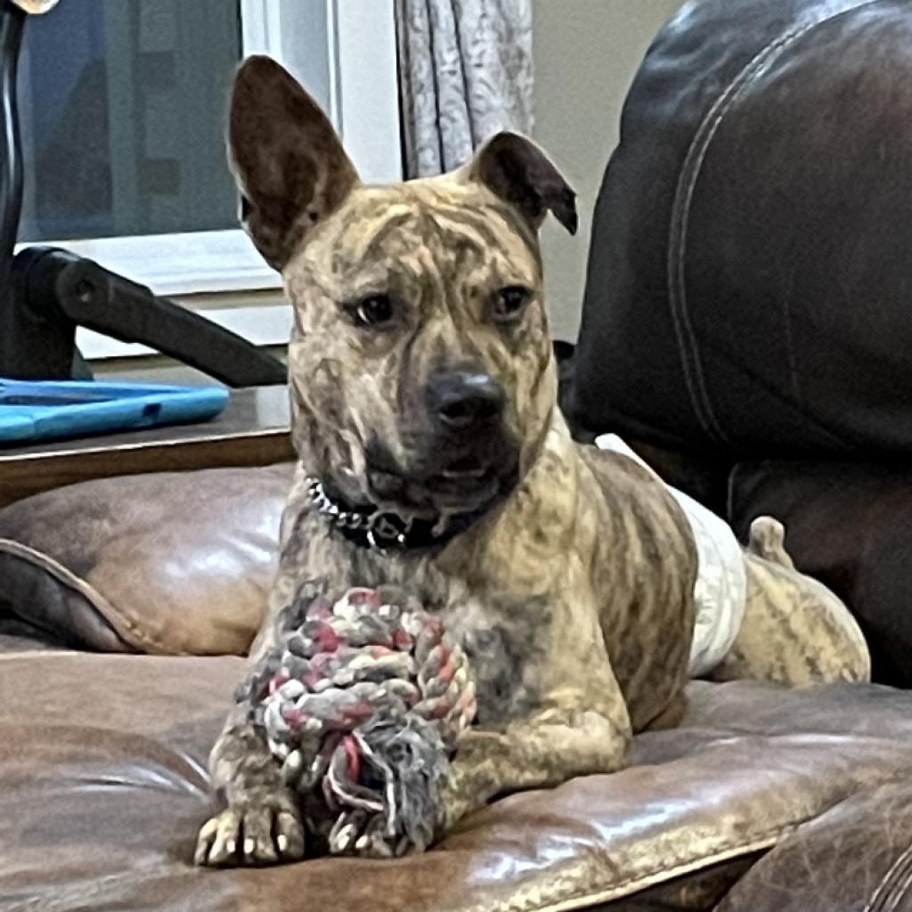 Batman, an adoptable Pit Bull Terrier, Mixed Breed in Nampa, ID, 83686 | Photo Image 2