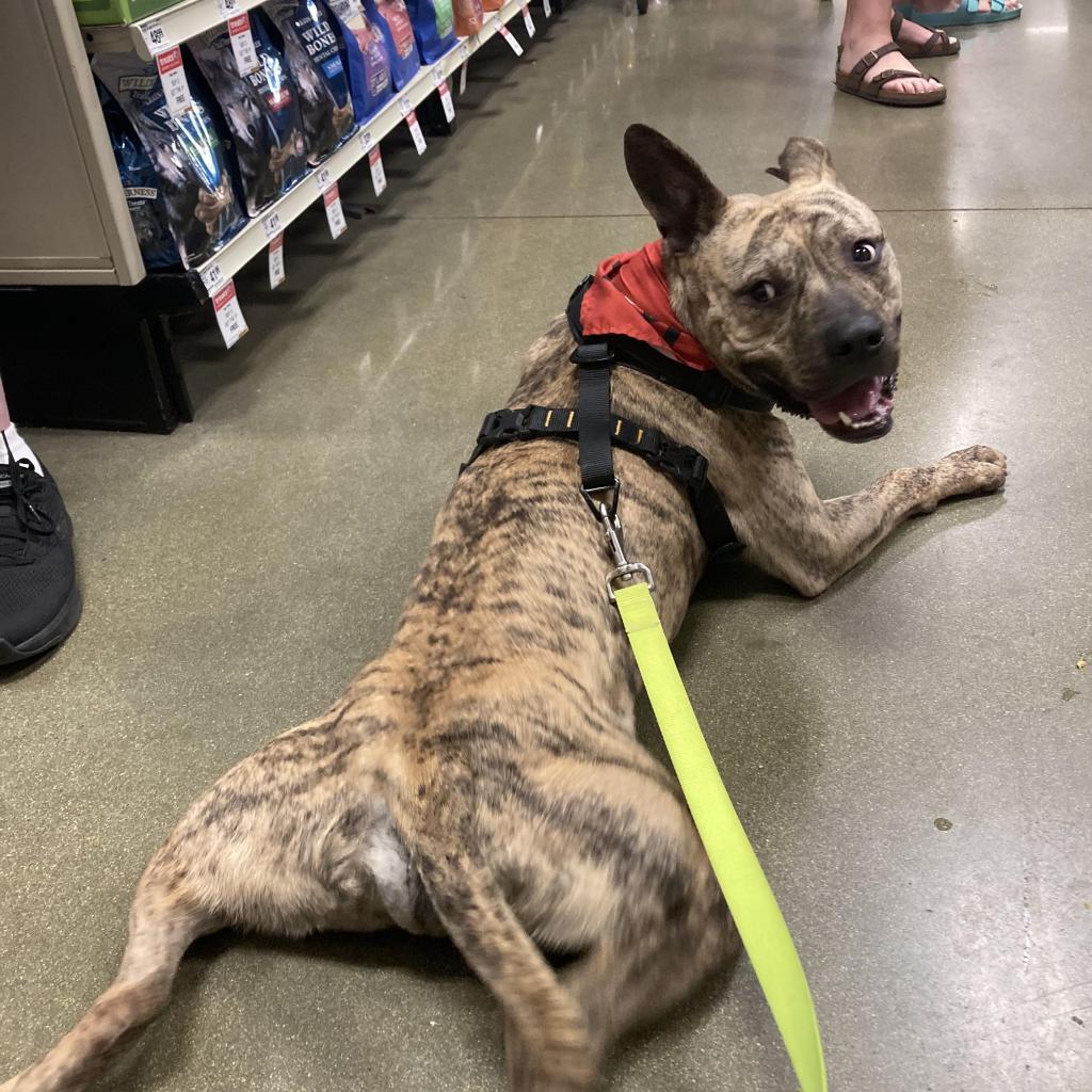 Batman, an adoptable Pit Bull Terrier, Mixed Breed in Nampa, ID, 83686 | Photo Image 3