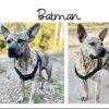 Batman photo 4