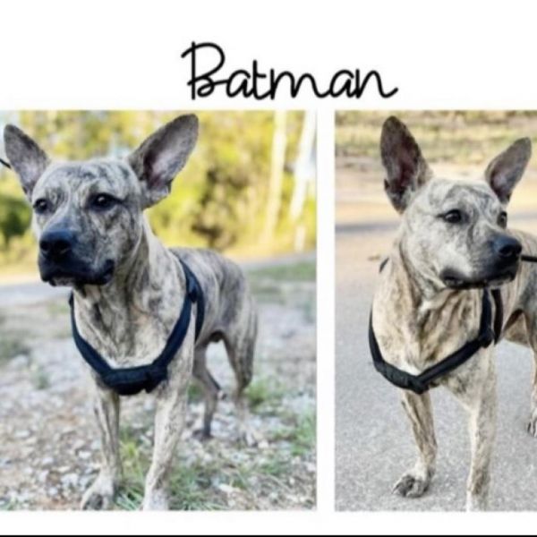 Batman thumbnail 4