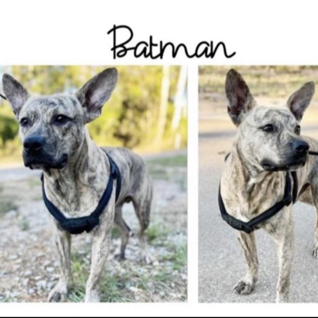 Batman, an adoptable Pit Bull Terrier, Mixed Breed in Nampa, ID, 83686 | Photo Image 4