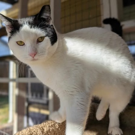 Hildago, an adoptable Domestic Short Hair in Nampa, ID, 83686 | Photo Image 1