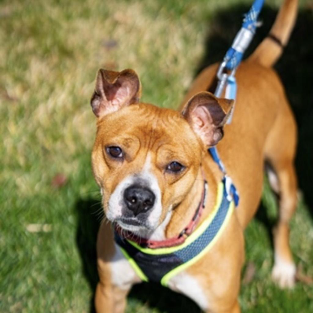 Taz, an adoptable Basenji, Terrier in Nampa, ID, 83686 | Photo Image 1