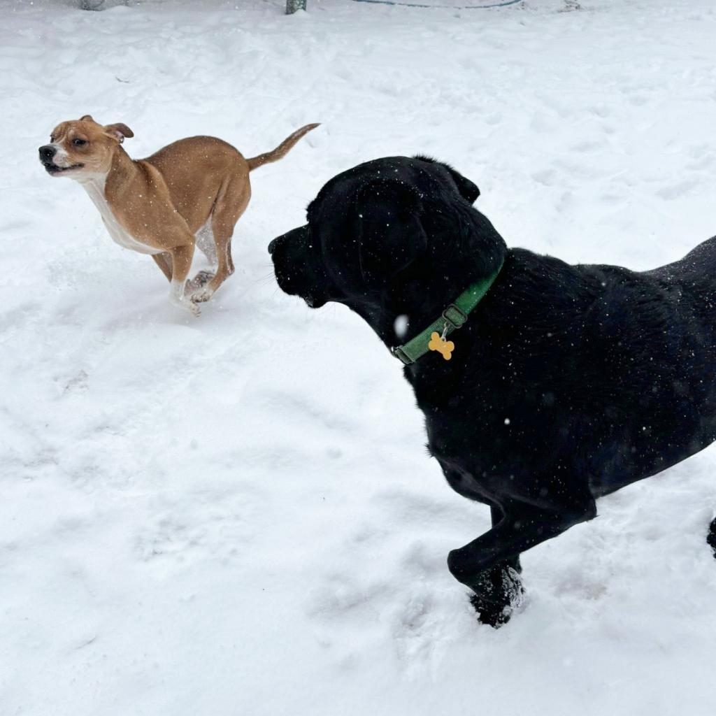 Taz, an adoptable Basenji, Terrier in Nampa, ID, 83686 | Photo Image 2