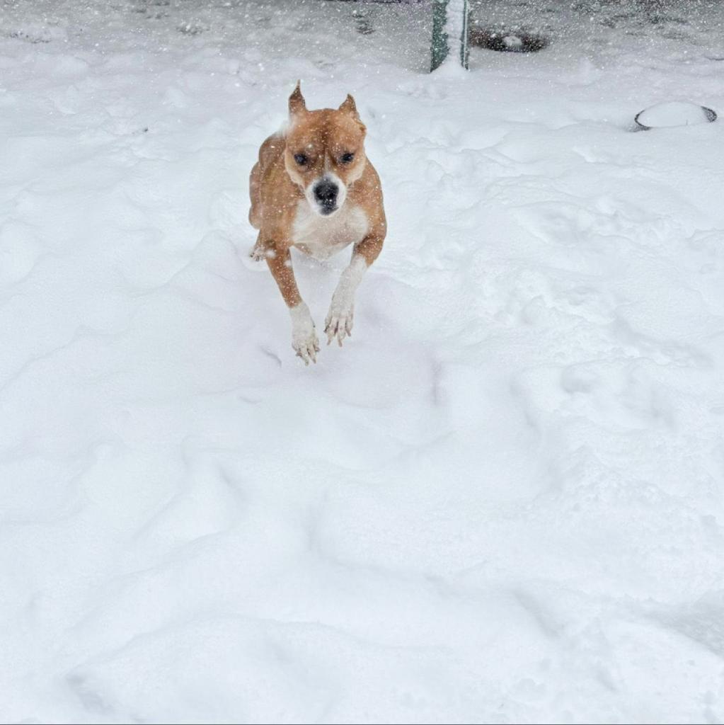 Taz, an adoptable Basenji, Terrier in Nampa, ID, 83686 | Photo Image 3