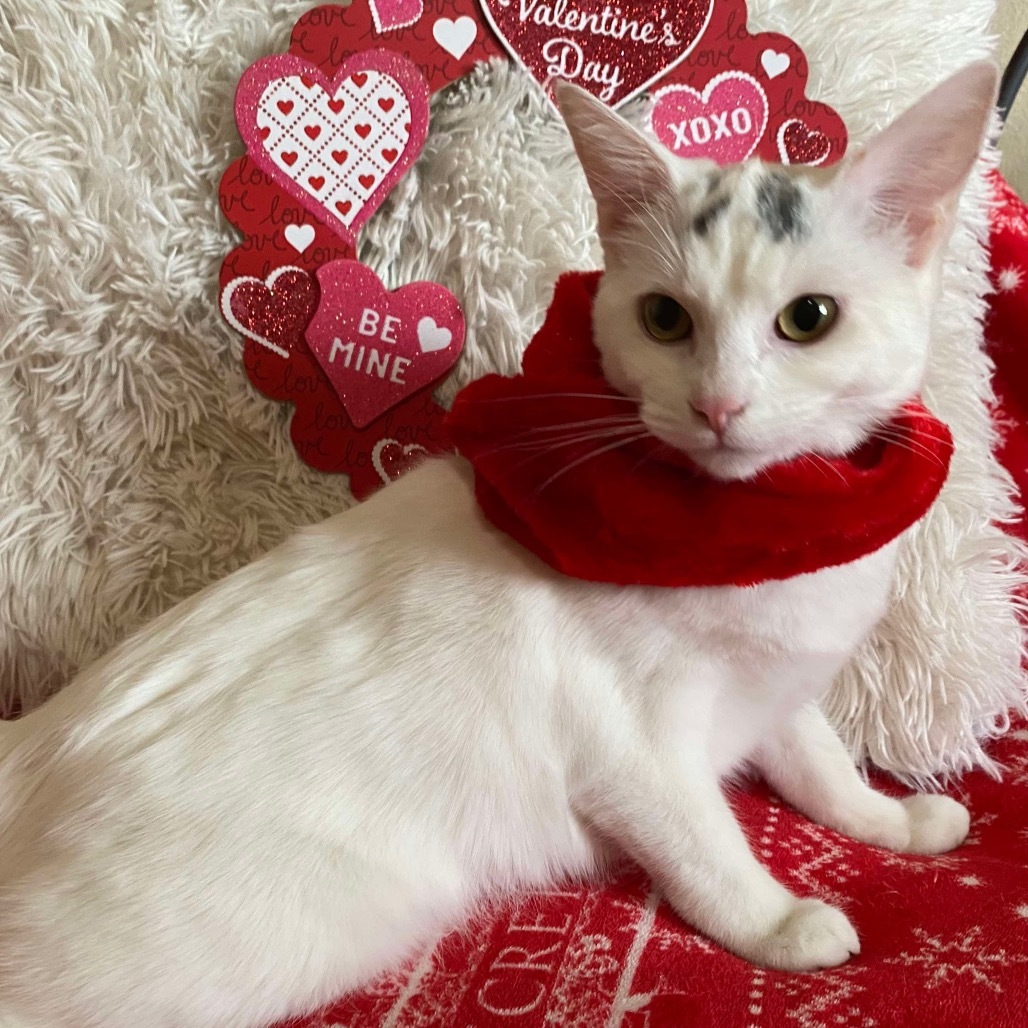 Skye, an adoptable Domestic Short Hair in Nampa, ID, 83686 | Photo Image 1