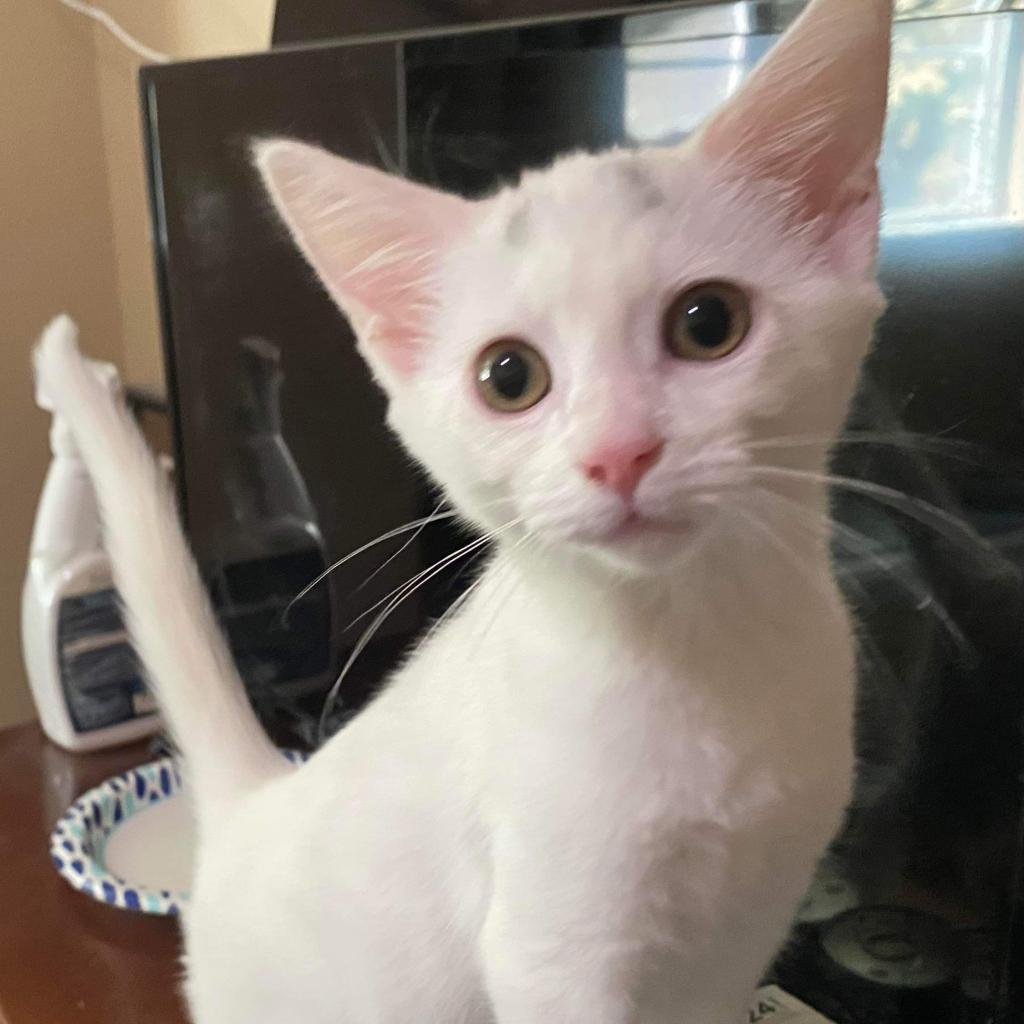 Skye, an adoptable Domestic Short Hair in Nampa, ID, 83686 | Photo Image 2
