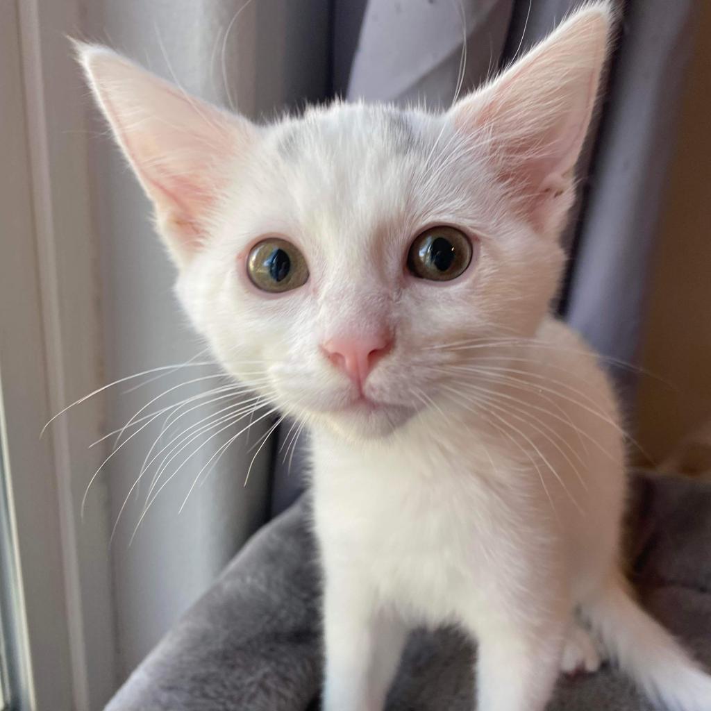 Skye, an adoptable Domestic Short Hair in Nampa, ID, 83686 | Photo Image 3