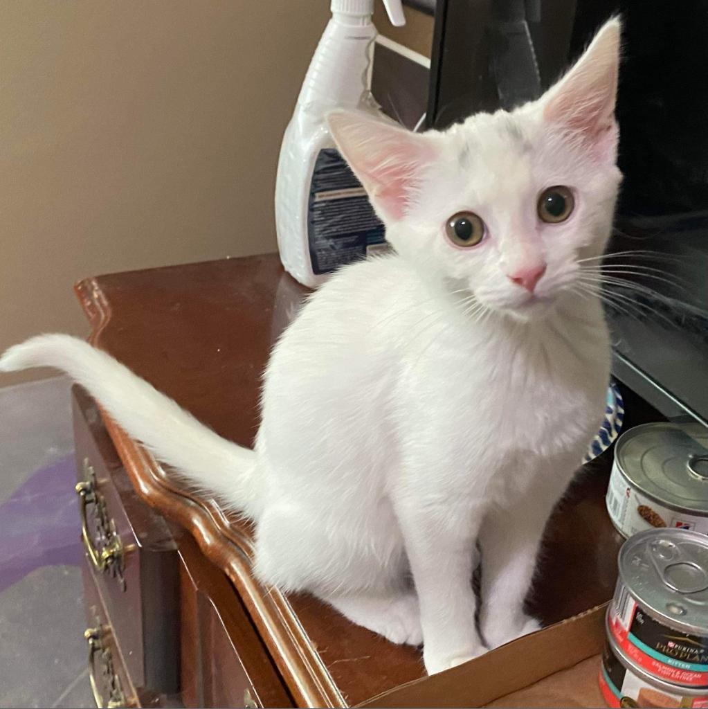 Skye, an adoptable Domestic Short Hair in Nampa, ID, 83686 | Photo Image 4