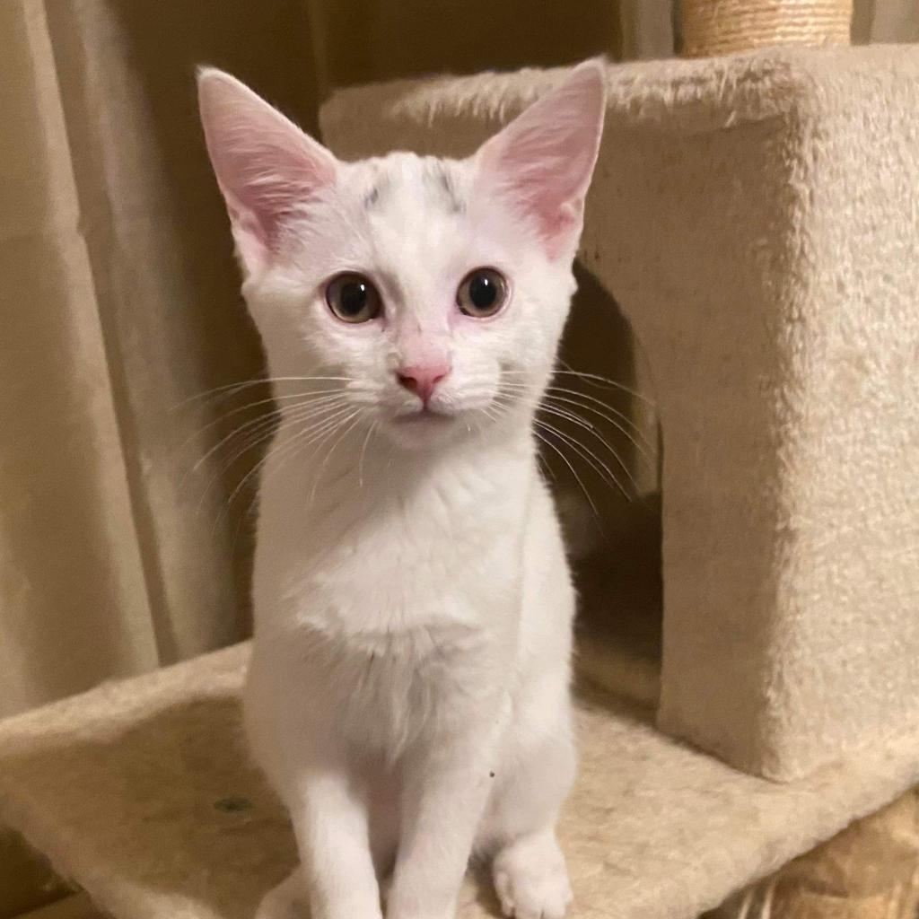 Skye, an adoptable Domestic Short Hair in Nampa, ID, 83686 | Photo Image 5