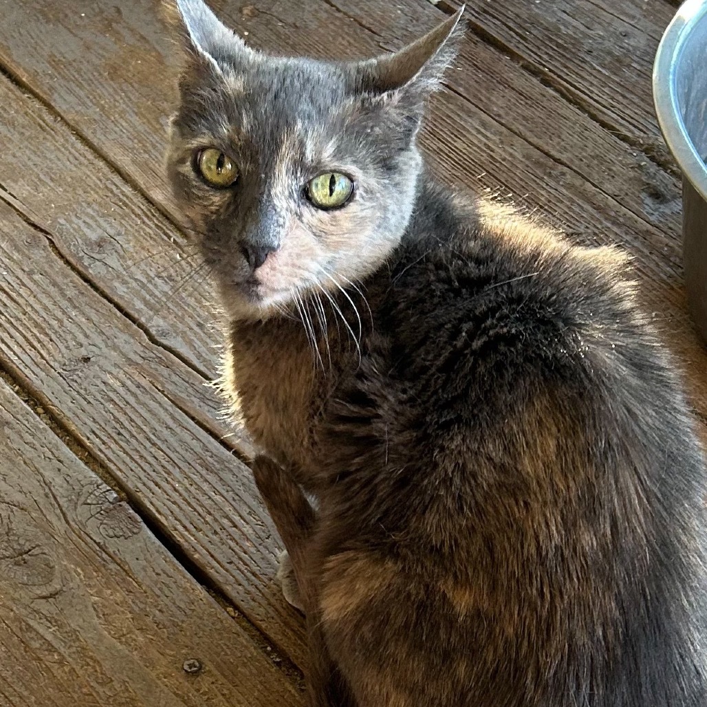 Molly, an adoptable Domestic Short Hair in Nampa, ID, 83686 | Photo Image 1