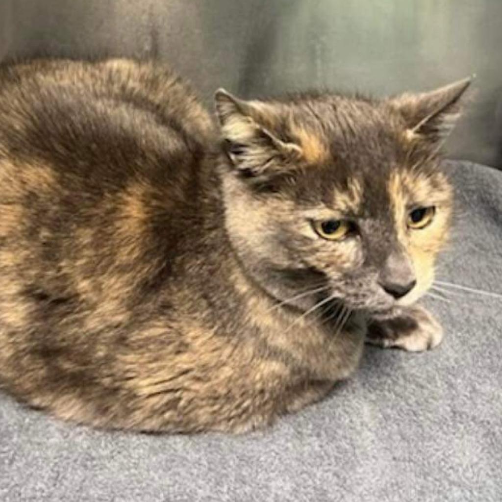 Molly, an adoptable Domestic Short Hair in Nampa, ID, 83686 | Photo Image 2