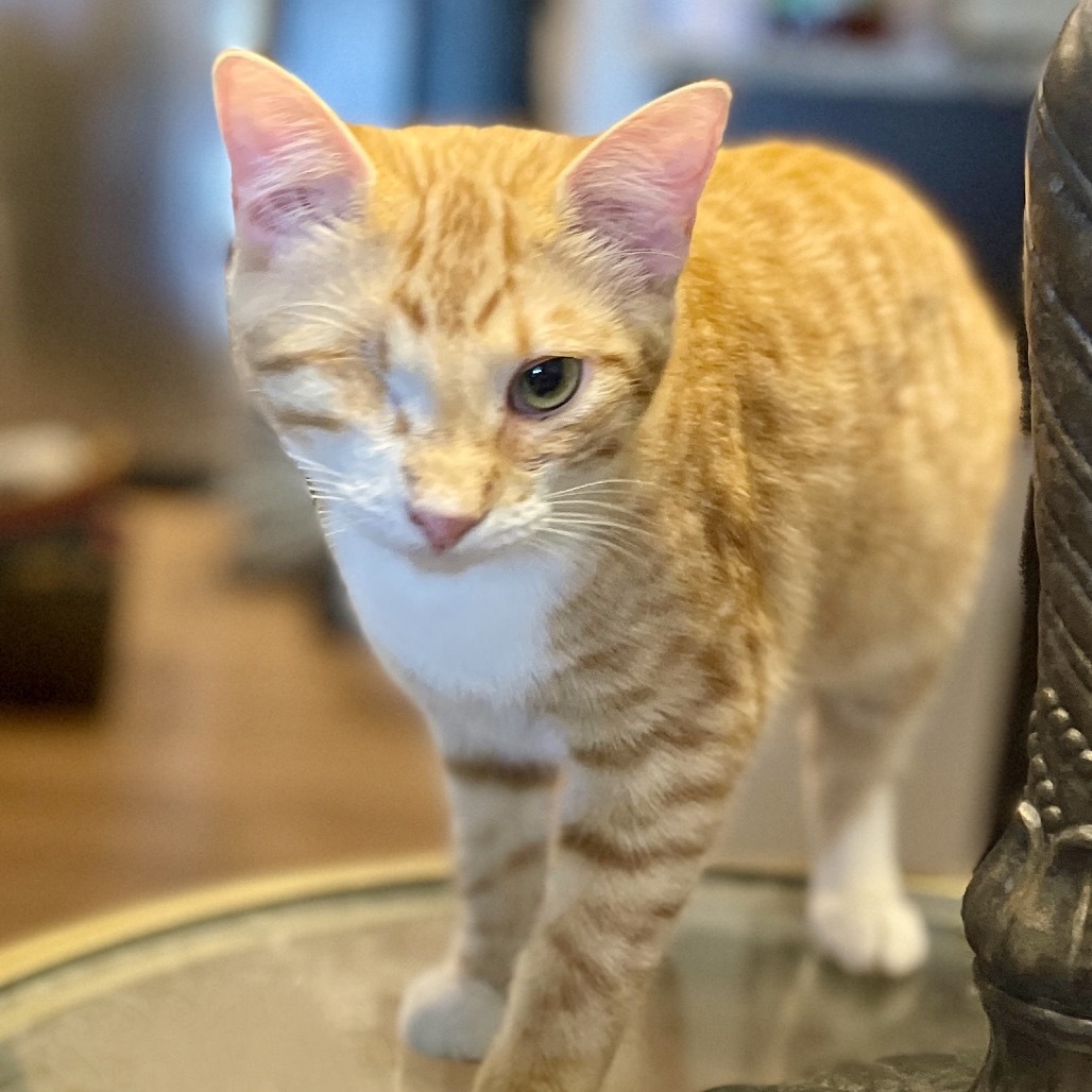 Hobo, an adoptable Domestic Short Hair in Nampa, ID, 83686 | Photo Image 1