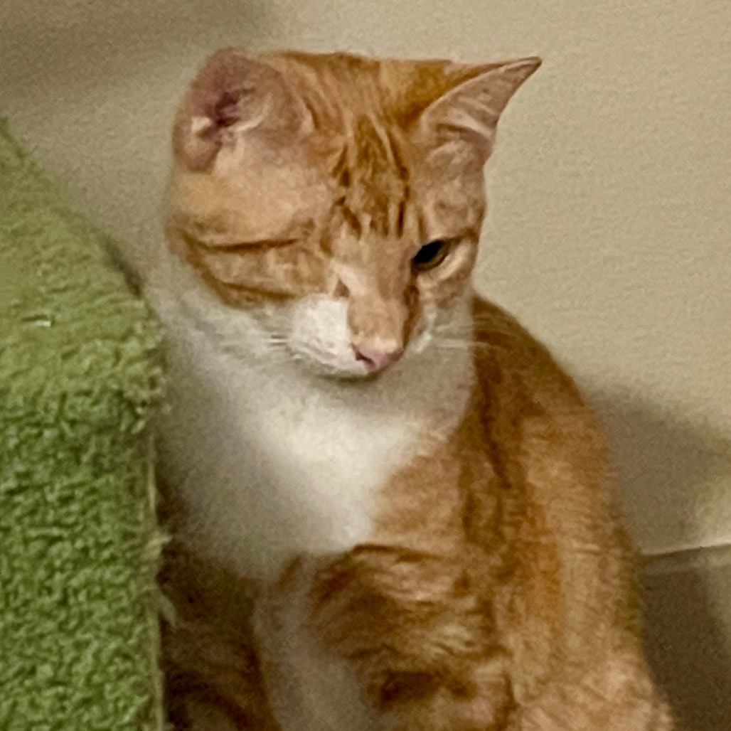 Hobo, an adoptable Domestic Short Hair in Nampa, ID, 83686 | Photo Image 2