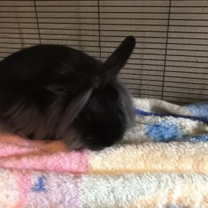 Abe, Adult Male Lionhead