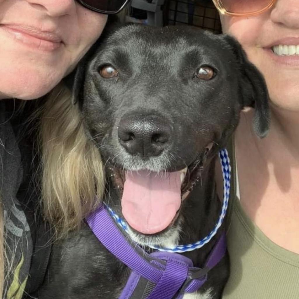 Brooklyn, an adoptable Mixed Breed in Nampa, ID, 83686 | Photo Image 1