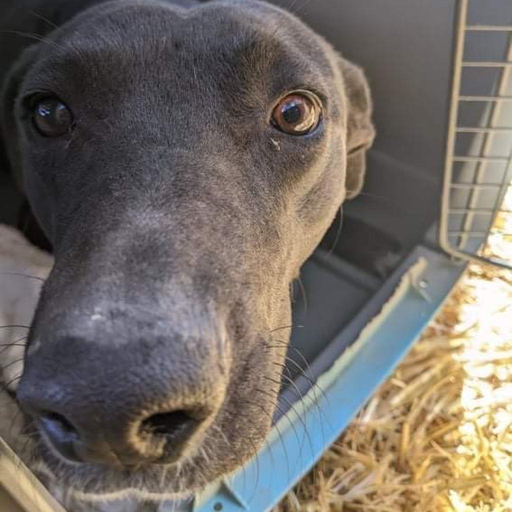 Brooklyn, an adoptable Mixed Breed in Nampa, ID, 83686 | Photo Image 2