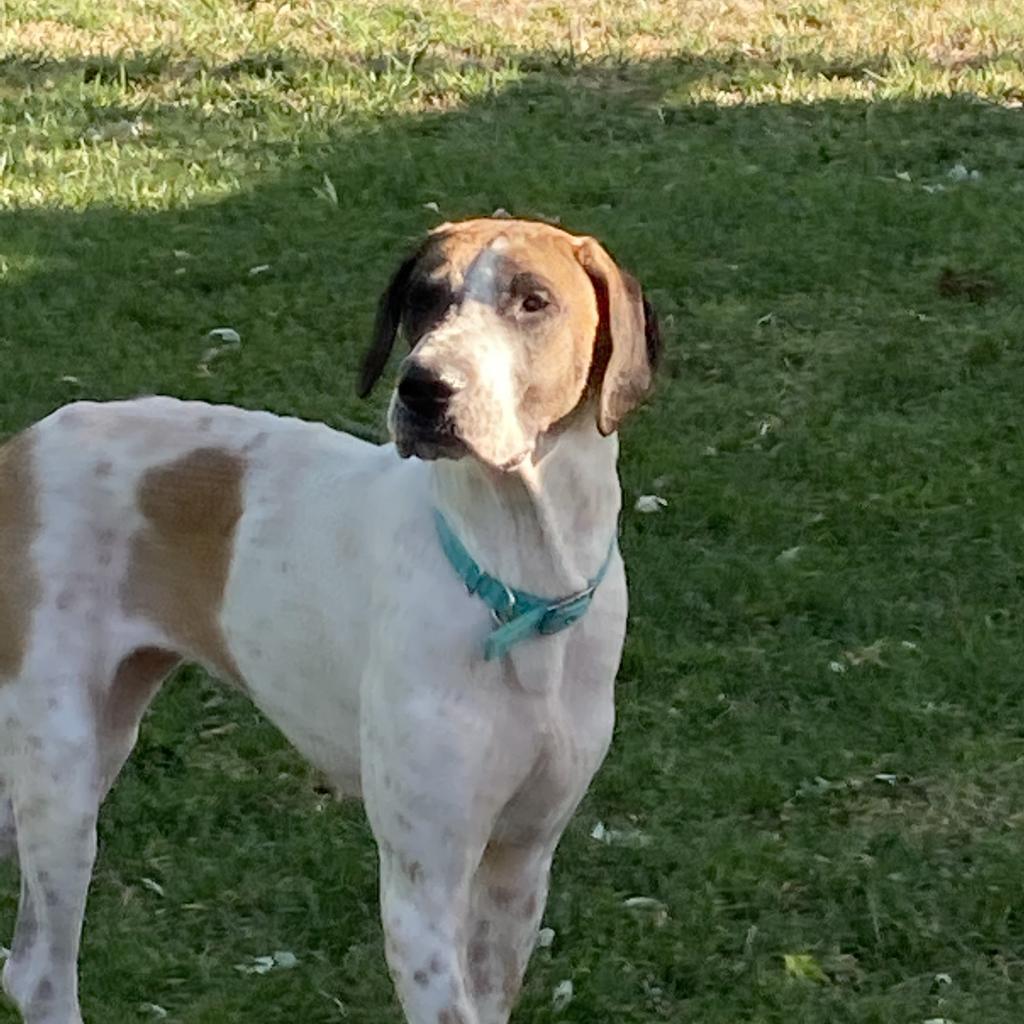 Maggie, an adoptable Great Dane in Nampa, ID, 83686 | Photo Image 1