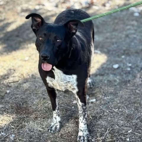 Sidney, an adoptable Black Labrador Retriever in Nampa, ID, 83686 | Photo Image 1