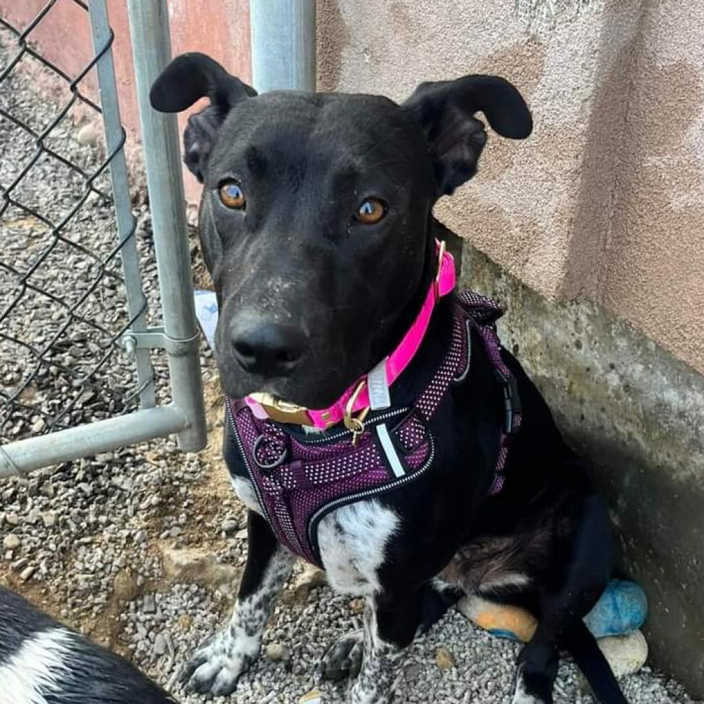 Sidney, an adoptable Black Labrador Retriever in Nampa, ID, 83686 | Photo Image 2