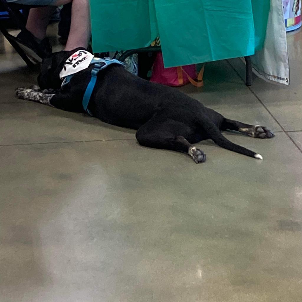 Sidney, an adoptable Black Labrador Retriever in Nampa, ID, 83686 | Photo Image 3