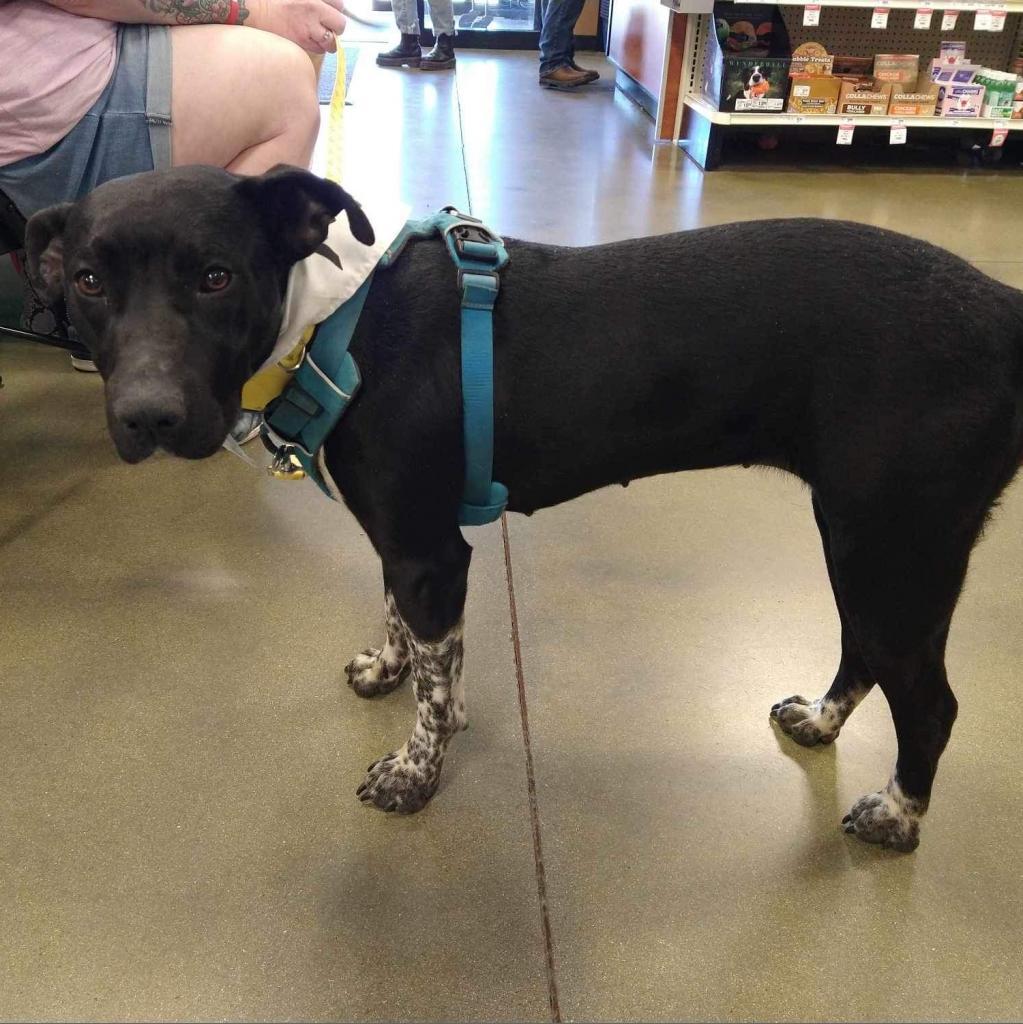 Sidney, an adoptable Black Labrador Retriever in Nampa, ID, 83686 | Photo Image 4