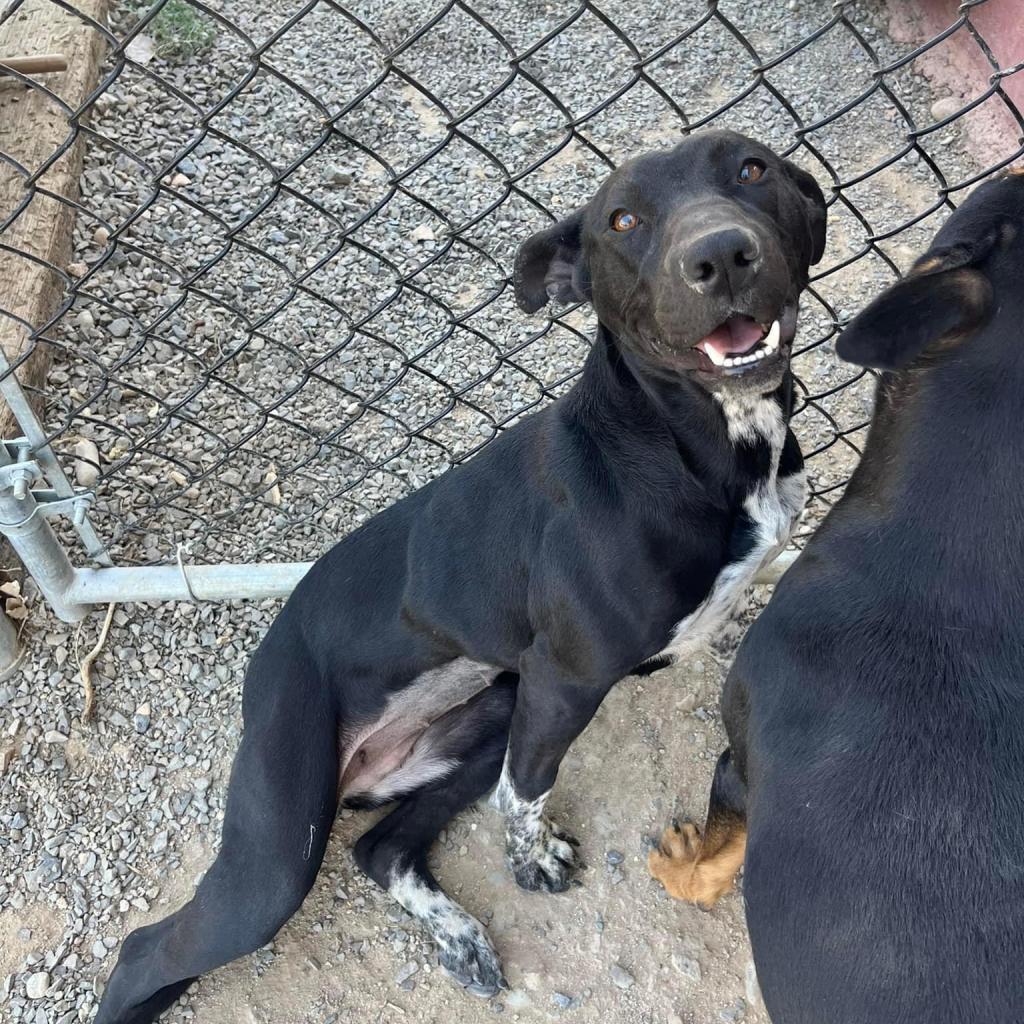 Sidney, an adoptable Black Labrador Retriever in Nampa, ID, 83686 | Photo Image 5