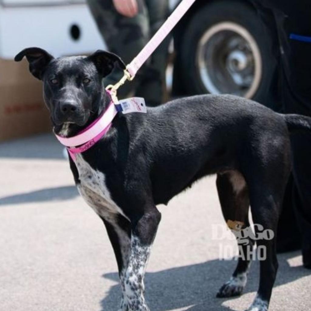 Sidney, an adoptable Black Labrador Retriever in Nampa, ID, 83686 | Photo Image 6