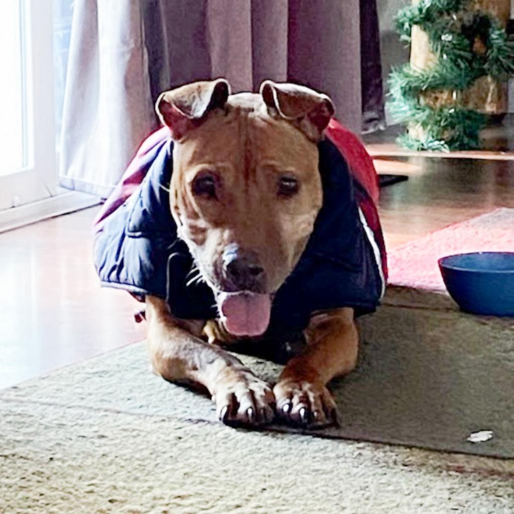 Magnolia, an adoptable Pit Bull Terrier, Basset Hound in Nampa, ID, 83686 | Photo Image 1