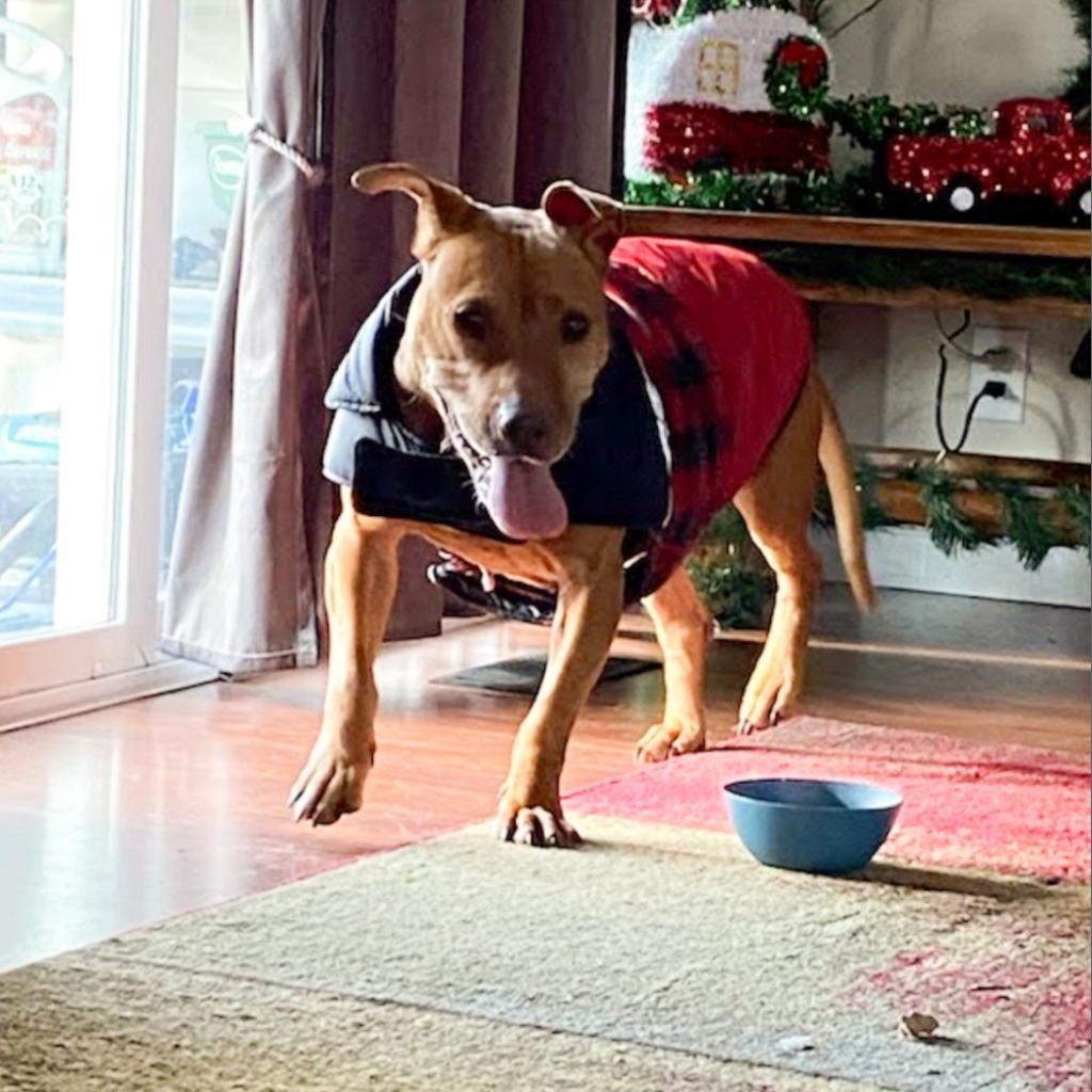 Magnolia, an adoptable Pit Bull Terrier, Basset Hound in Nampa, ID, 83686 | Photo Image 2
