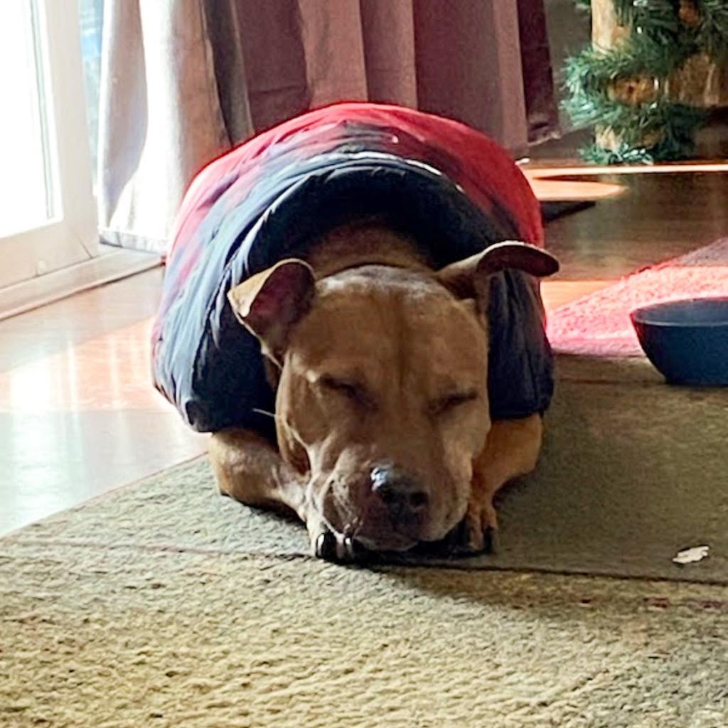 Magnolia, an adoptable Pit Bull Terrier, Basset Hound in Nampa, ID, 83686 | Photo Image 3