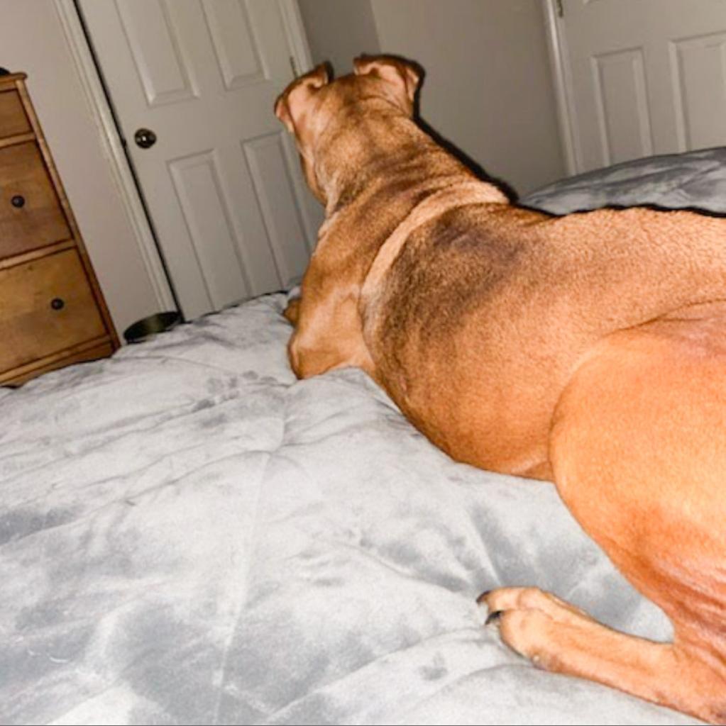 Magnolia, an adoptable Pit Bull Terrier, Basset Hound in Nampa, ID, 83686 | Photo Image 4