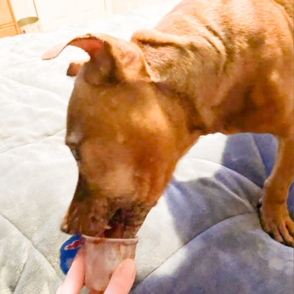 Magnolia, an adoptable Pit Bull Terrier, Basset Hound in Nampa, ID, 83686 | Photo Image 5