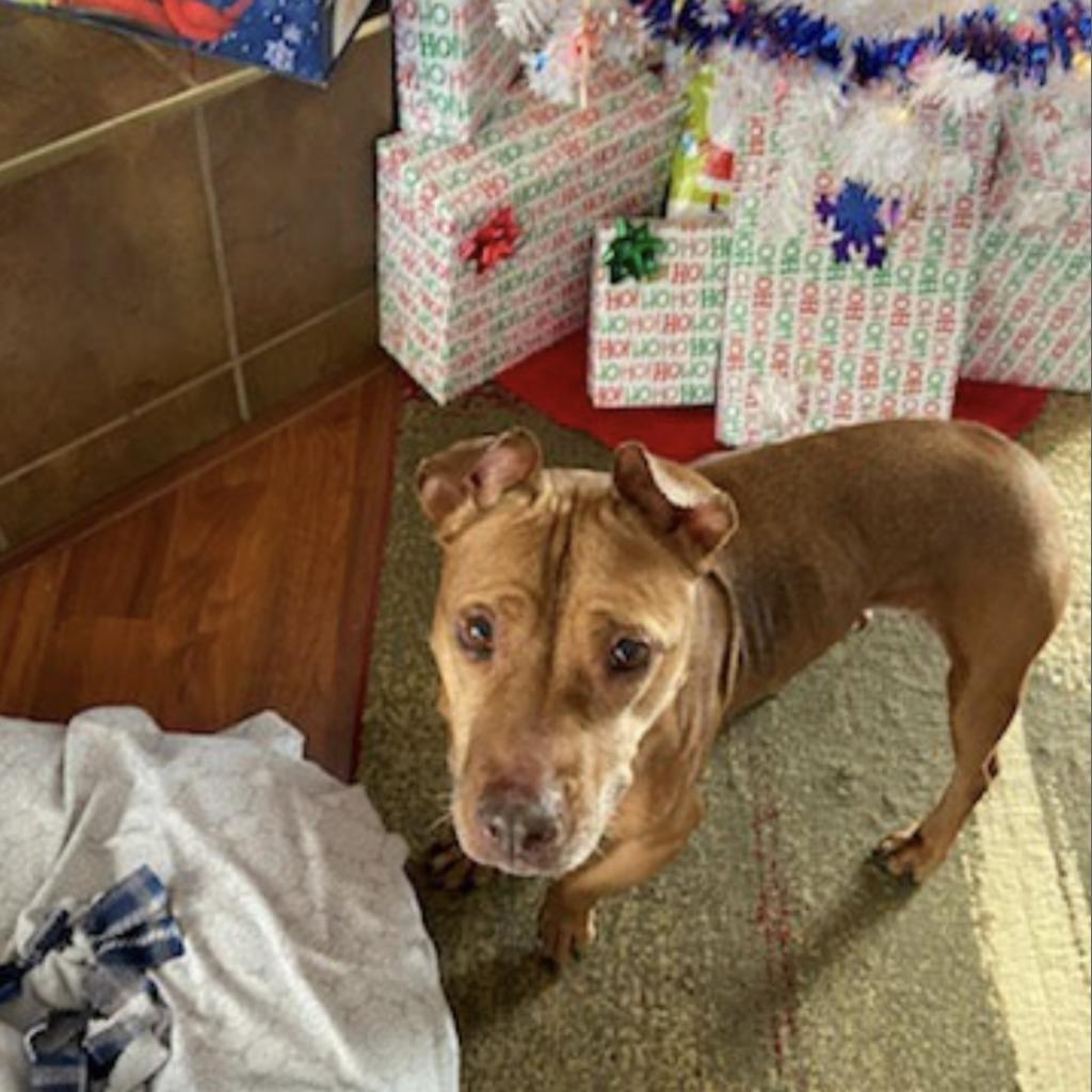 Magnolia, an adoptable Pit Bull Terrier, Basset Hound in Nampa, ID, 83686 | Photo Image 6