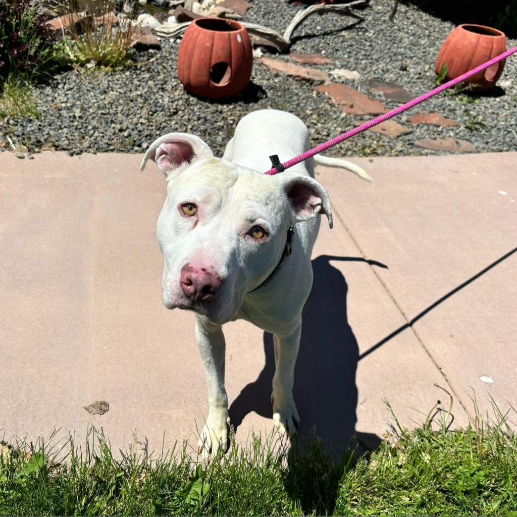 Rick, an adoptable Pit Bull Terrier in Nampa, ID, 83686 | Photo Image 1