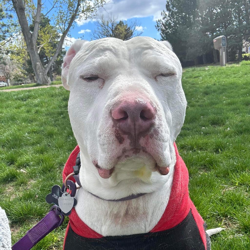 Rick, an adoptable Pit Bull Terrier in Nampa, ID, 83686 | Photo Image 2