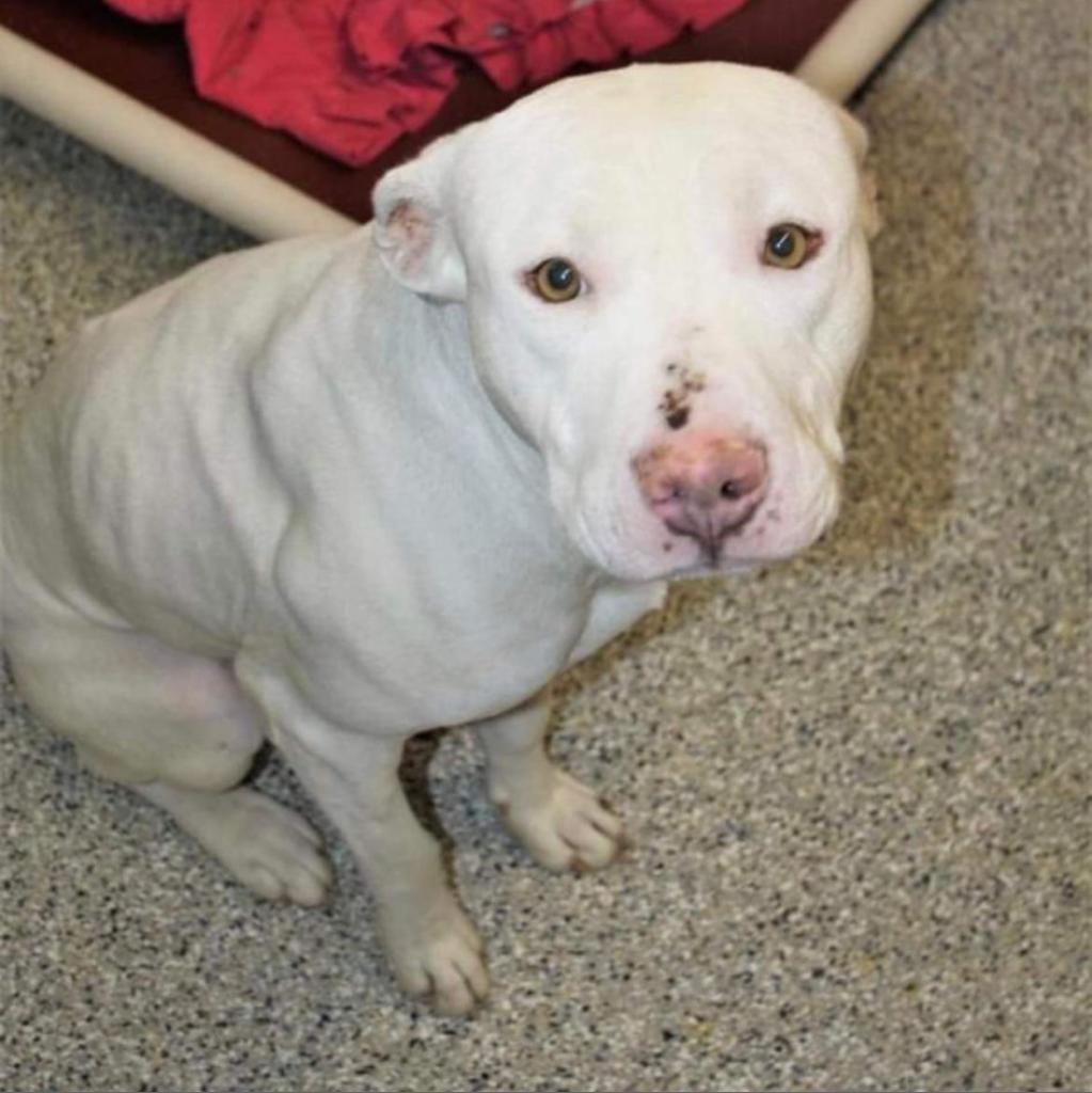 Rick, an adoptable Pit Bull Terrier in Nampa, ID, 83686 | Photo Image 3