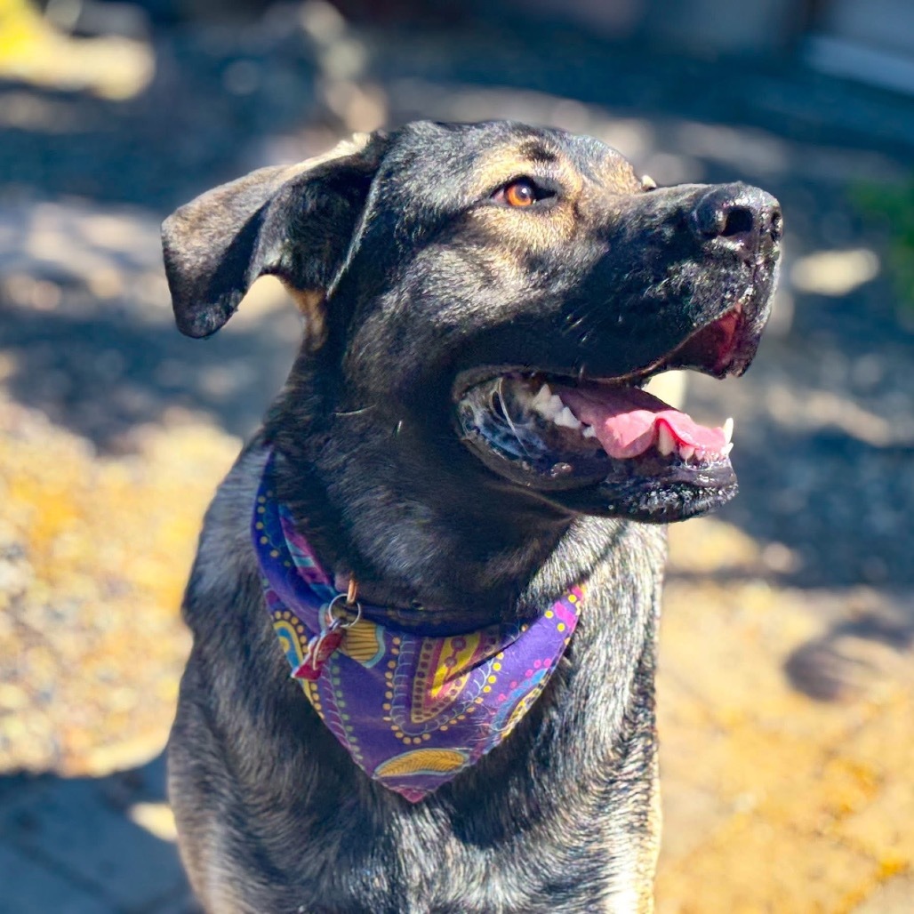 Mae, an adoptable Mastiff, Anatolian Shepherd in Nampa, ID, 83686 | Photo Image 1