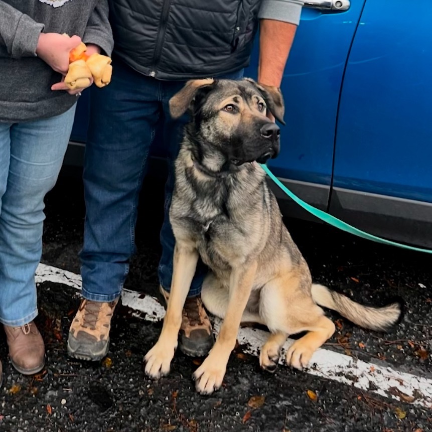 Mae, an adoptable Mastiff, Anatolian Shepherd in Nampa, ID, 83686 | Photo Image 2