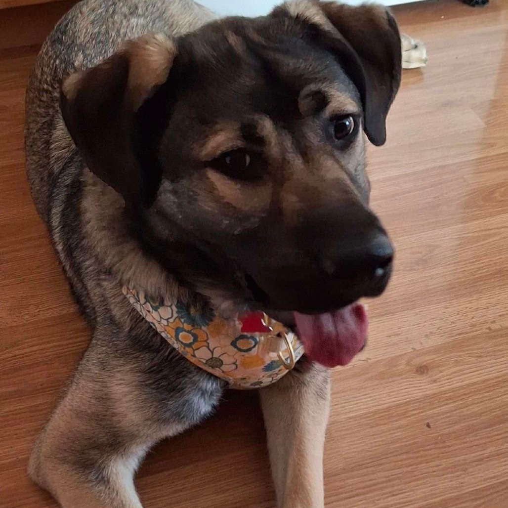 Mae, an adoptable Mastiff, Anatolian Shepherd in Nampa, ID, 83686 | Photo Image 3