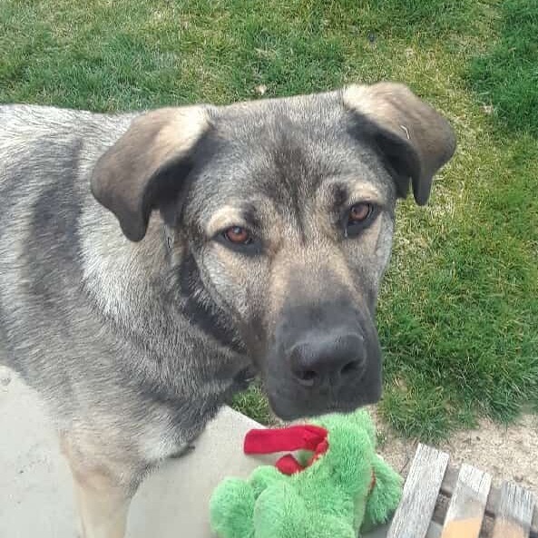 Mae, an adoptable Mastiff, Anatolian Shepherd in Nampa, ID, 83686 | Photo Image 4