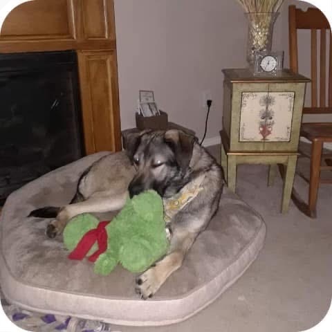 Mae, an adoptable Mastiff, Anatolian Shepherd in Nampa, ID, 83686 | Photo Image 5