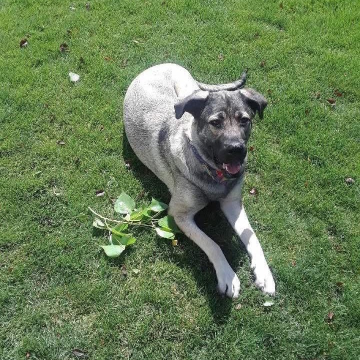 Mae, an adoptable Mastiff, Anatolian Shepherd in Nampa, ID, 83686 | Photo Image 6