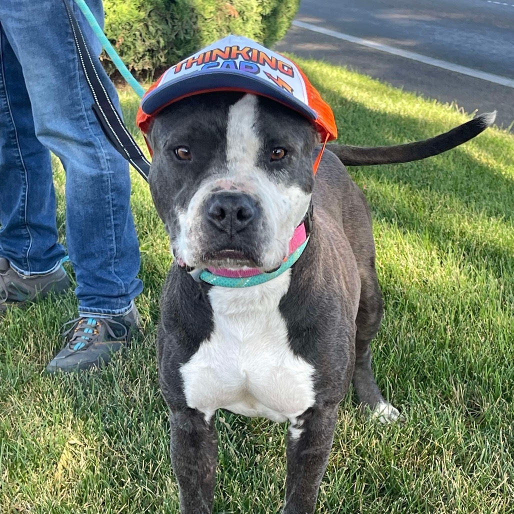 Elsie, an adoptable Pit Bull Terrier in Nampa, ID, 83686 | Photo Image 1