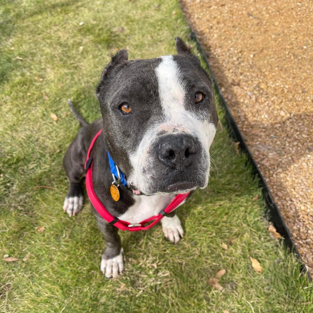 Elsie, an adoptable Pit Bull Terrier in Nampa, ID, 83686 | Photo Image 2